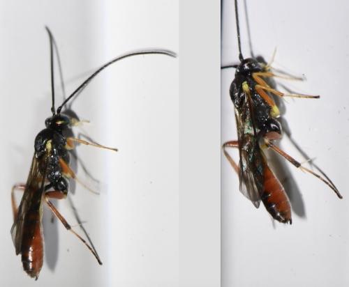 Réf. 310 069 : Campopleginae inconnu